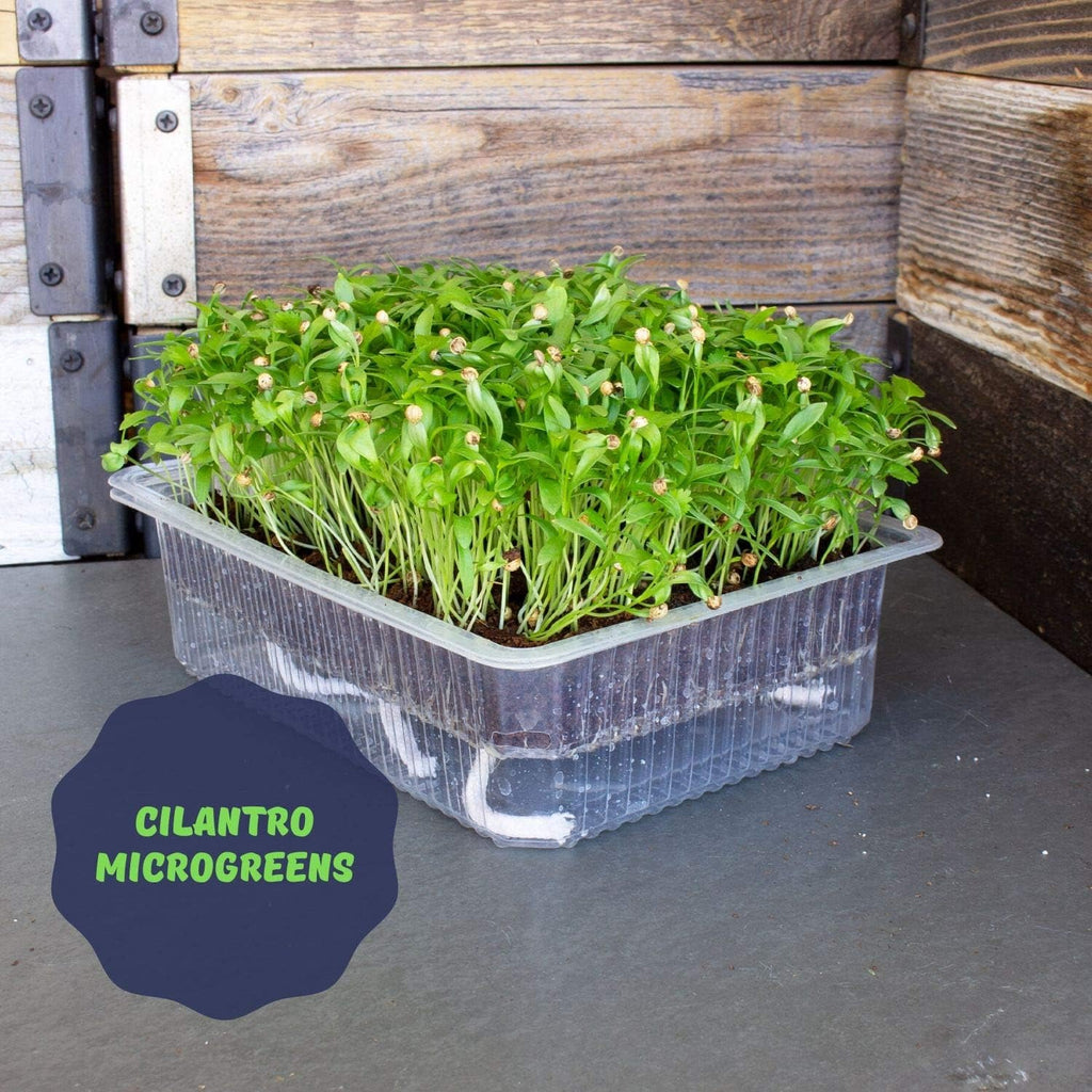 Self-Watering Indoor Microgreens Kit – Complete Soil-Based Growing Set for Vegetable and Herb Microgreens – Includes Black Sunflower, Pea Shoots, Swiss Chard, and Cilantro Seeds
